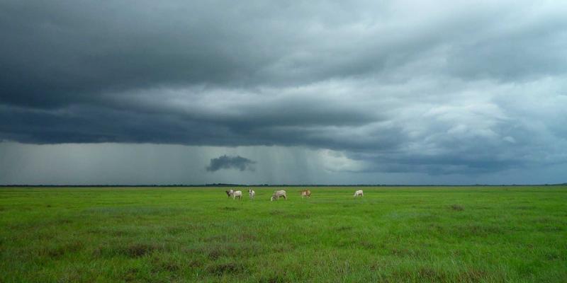 从匮乏到创新：罗莎琳德·卡迪亚的早期困境如何重塑MFT与社区心理健康服务