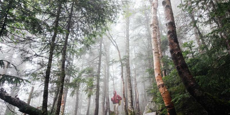 从照片51到家庭图谱：罗莎琳德·卡迪亚的视觉化技术如何革新婚姻家庭治疗与情绪管理