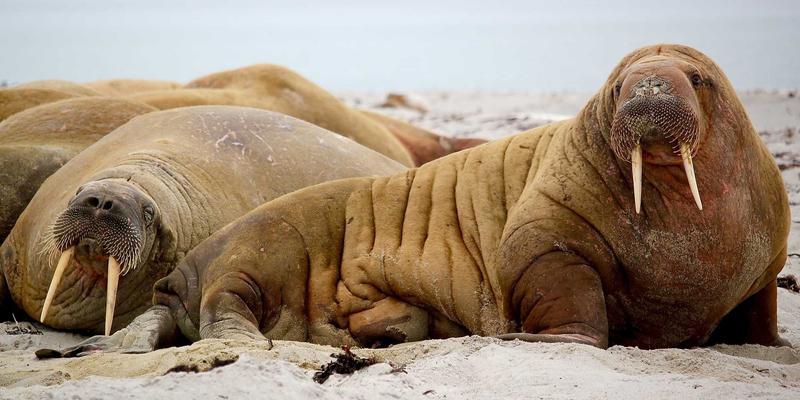 数据驱动与故事驱动：罗莎琳德·卡迪亚的科学发现与叙事治疗中的证据整合