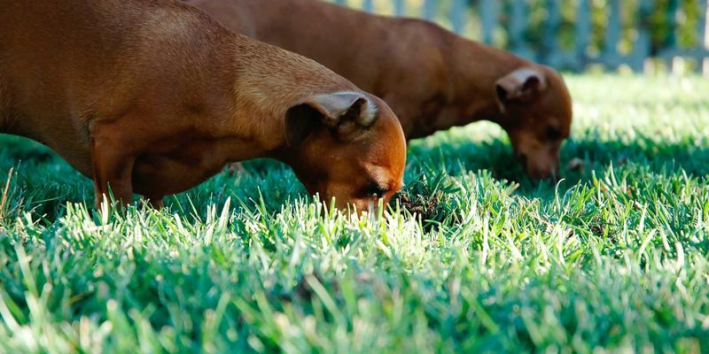 罗莎琳德·卡迪亚3：情绪管理的科学密码与MFT心理咨询实践
