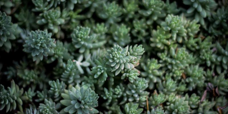 罗莎琳德·卡迪亚71:一位MFT治疗师如何用专业与共情照亮心理健康之路