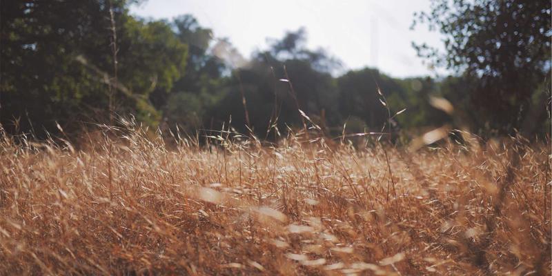 罗莎琳德·卡迪亚94：MFT视角下的婚姻家庭治疗与心理治疗师实践