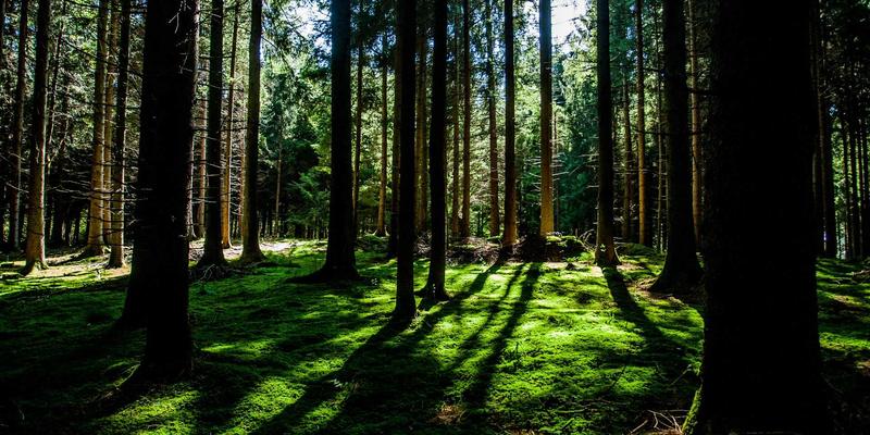 罗莎琳德·卡迪亚与“合作者”的张力：对现代心理健康与婚姻家庭治疗团队建设的深度反思