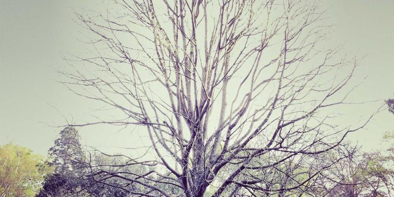 罗莎琳德·卡迪亚前景:情感治疗与婚姻家庭治疗(MFT)的融合之道