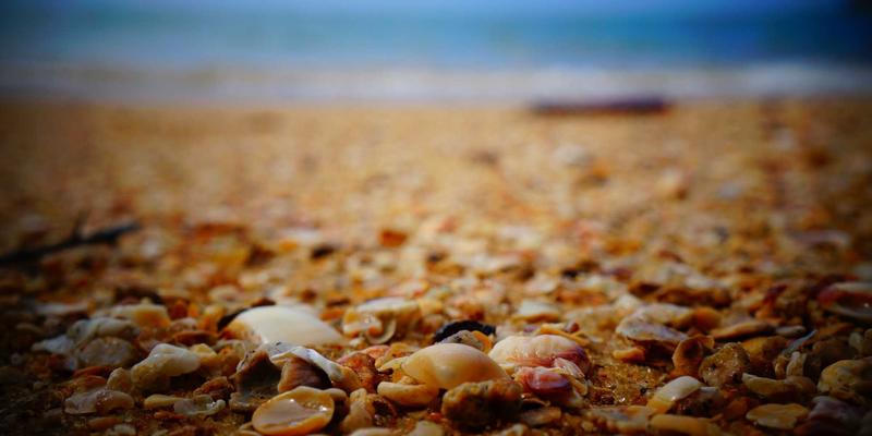 罗莎琳德·卡迪亚：用科学解码情绪，架起硬科学与心理咨询的桥梁