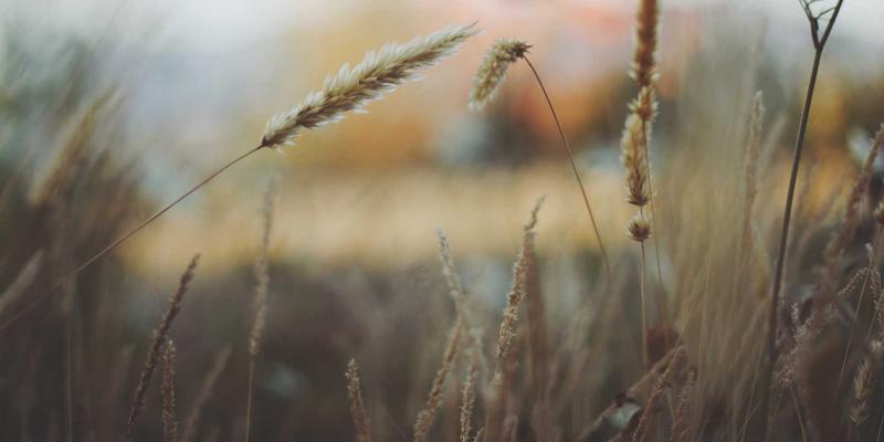 罗莎琳德·卡迪亚的观察日志：如何将科学家的细节记录法应用于情感治疗与压力咨询